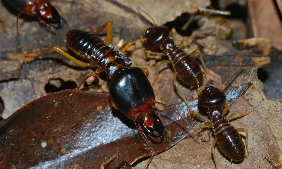 Group of termites on leaves showing colony activity