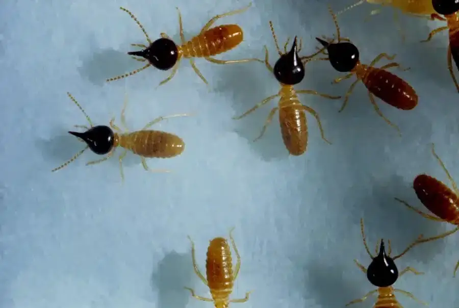 Group of termites showing their cream-colored soft bodies