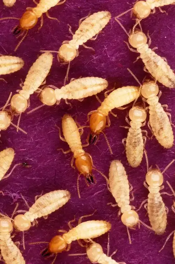 Tiny Brown Bugs in Bathroom: Identification & Removal Tips
