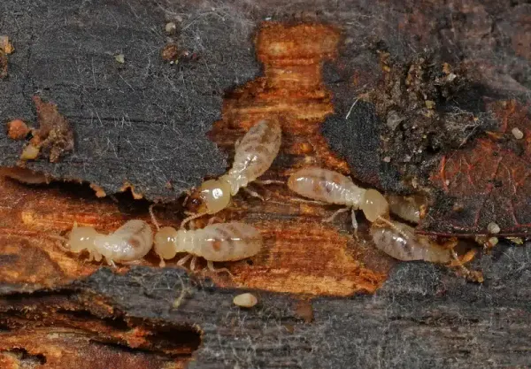 Bugs That Look Like Flying Termites: When To Worry
