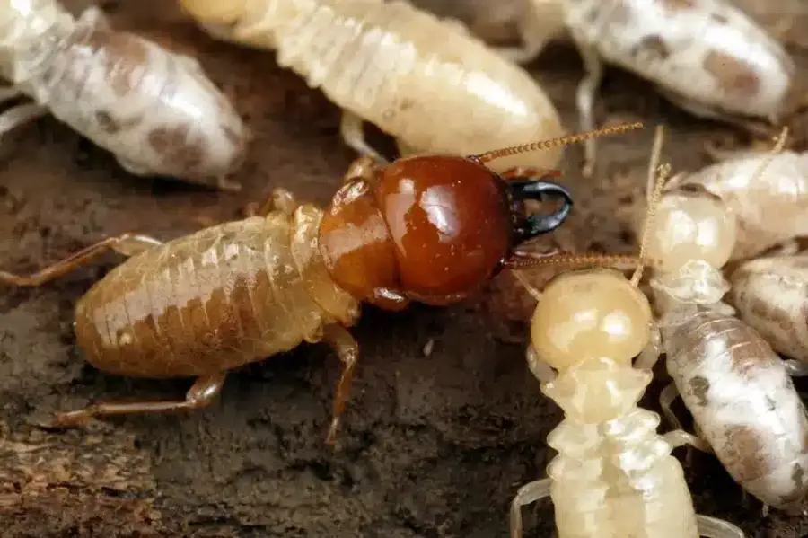 Termites swarming on wood surface