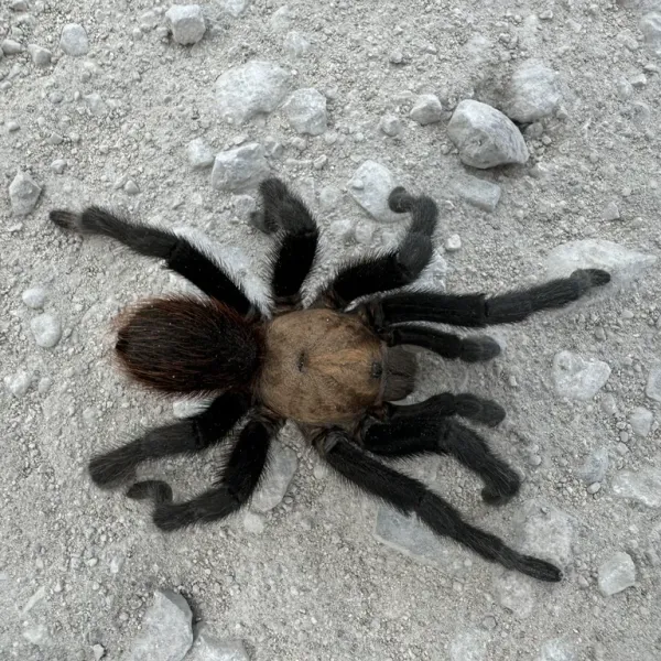 Texas brown tarantula on light gravel surface showing dark brown body and dense hair