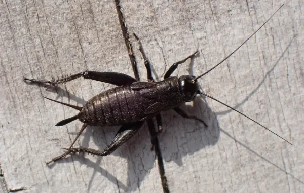 Top-down view of a Texas field cricket on a wooden surface showing its dark body and long antennae
