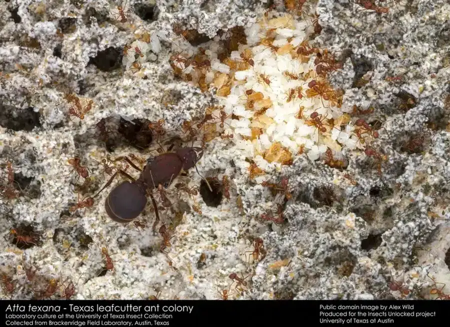 Leafcutter ant colony working together