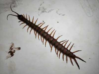 Full body view of a Texas redheaded centipede from above showing all legs and body segments