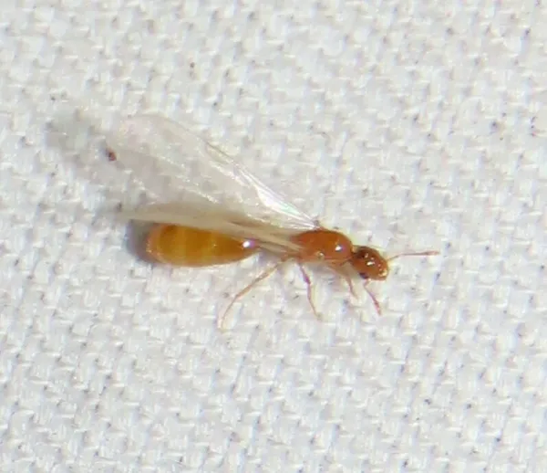 Close-up of a thief ant reproductive (alate) showing its characteristic yellow-orange body and translucent wings
