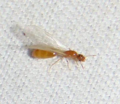 Close-up of a thief ant reproductive (alate) showing its characteristic yellow-orange body and translucent wings