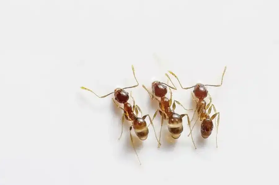 Group of thief ants on white background