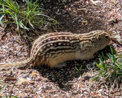 Thirteen-Lined Ground Squirrel