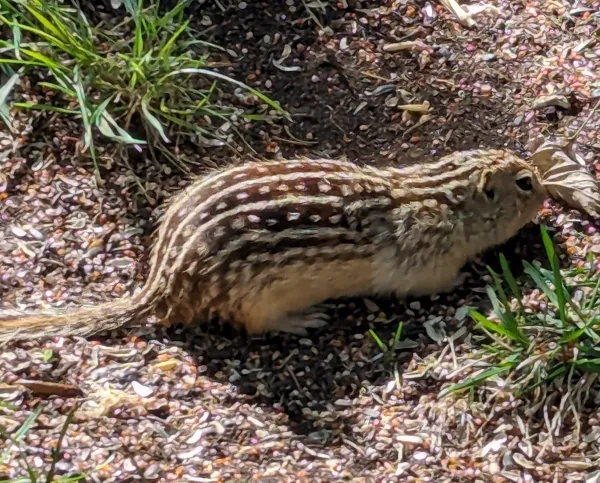 Thirteen-lined ground squirrel showing distinctive striped and spotted pattern on its back