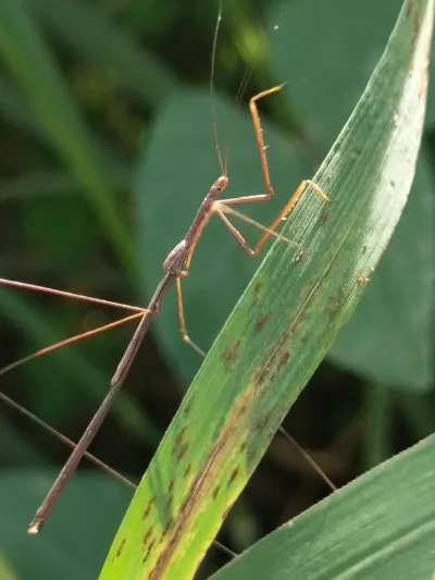 Thread-legged bug on a green leaf showing its extremely long, thin legs and slender body