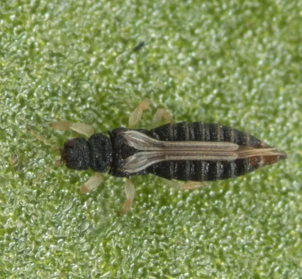 Close-up of an adult thrips showing its elongated body and distinctive fringed wings on a green leaf