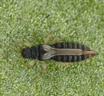 Close-up of an adult thrips showing its elongated body and distinctive fringed wings on a green leaf