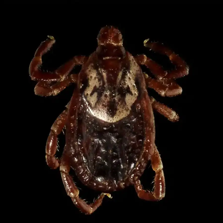 Close-up of a tick showing body detail