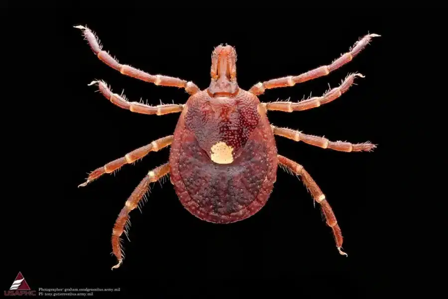 Close-up of a tick on black background