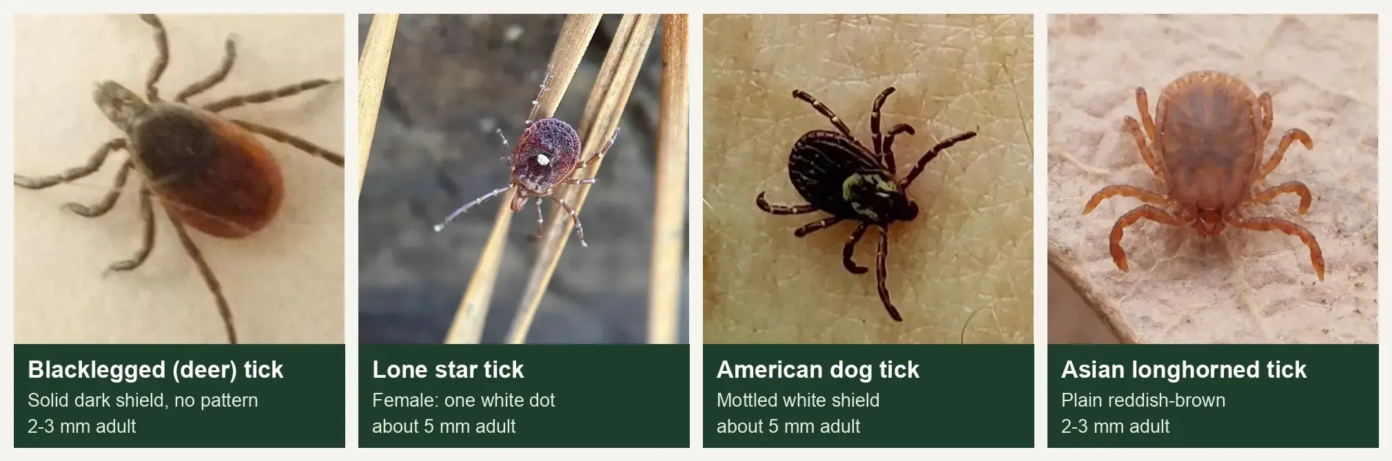 Tick identification chart by species showing a blacklegged deer tick, lone star tick, American dog tick, and Asian longhorned tick with key markings and adult sizes