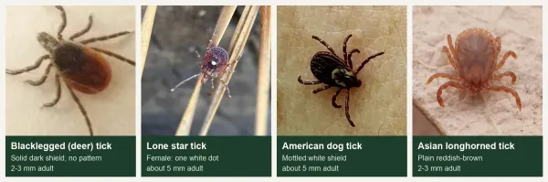 Tick Identification Chart by Species: Photos, Sizes & Diseases