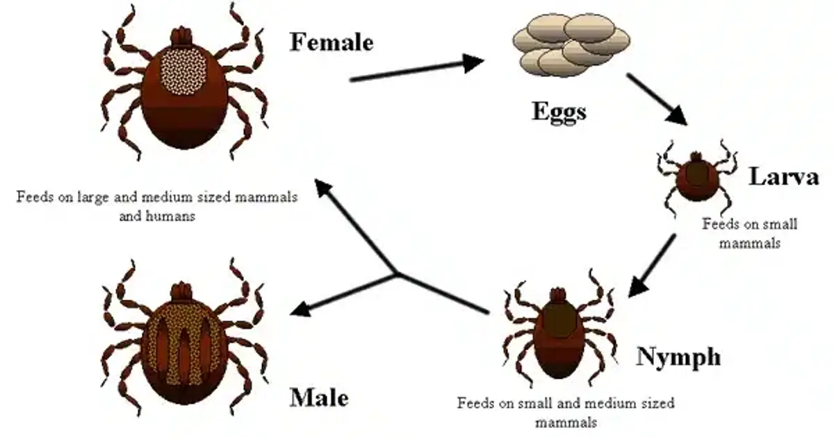 Tick life cycle illustration