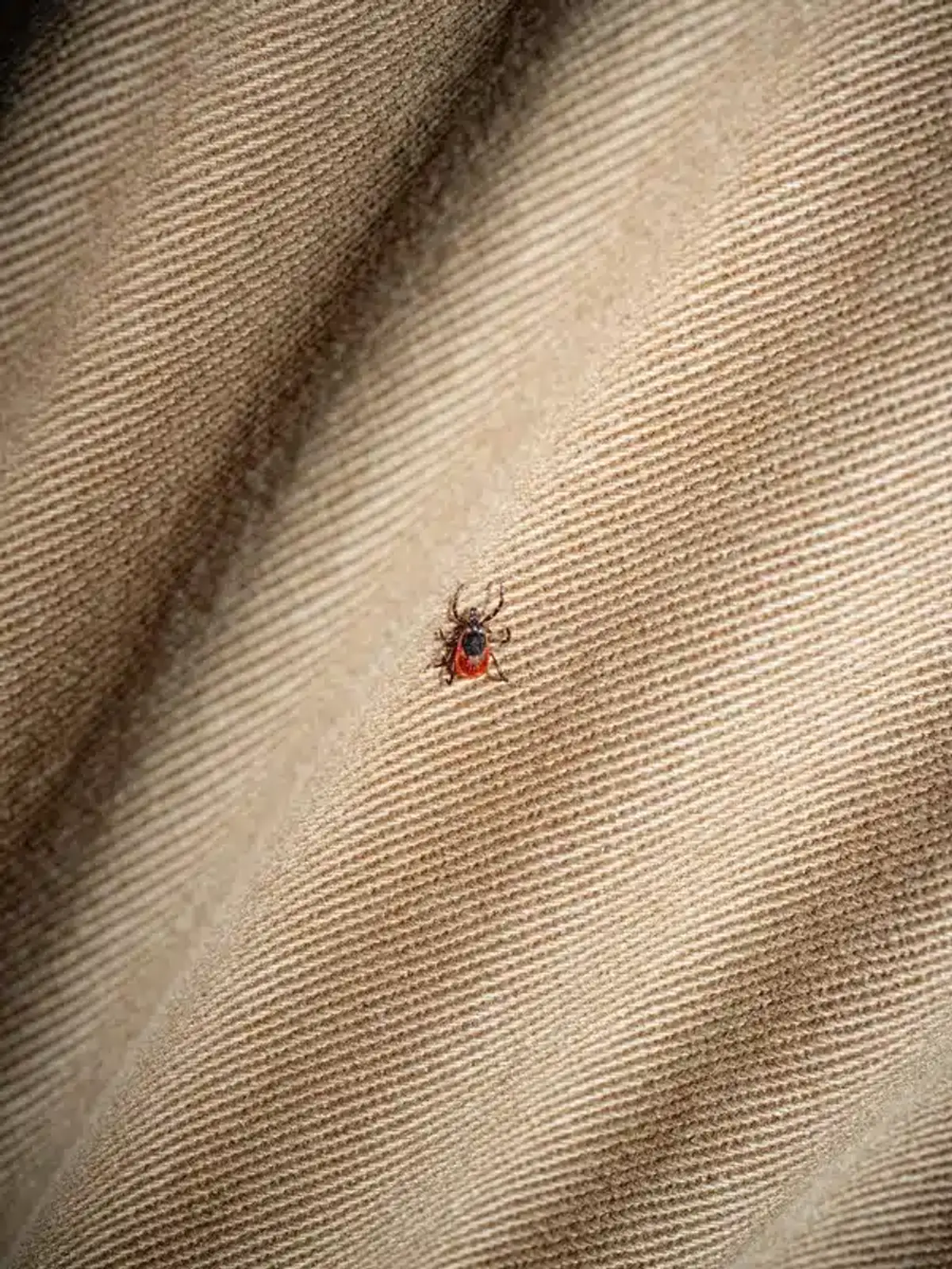 Tick visible on light-colored clothing fabric during tick check