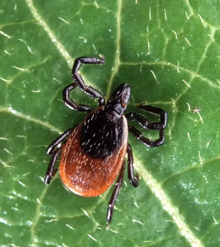 Tick on a green leaf
