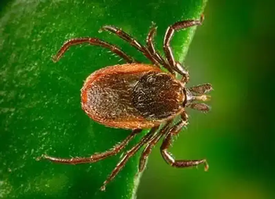 Close-up of a tick on a leaf