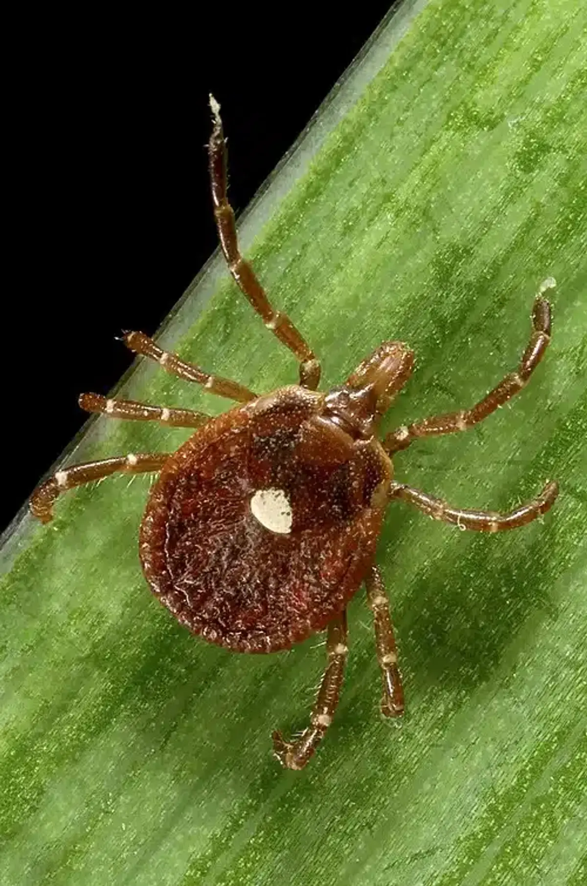 Close-up of a brown tick on a green leaf showing body structure
