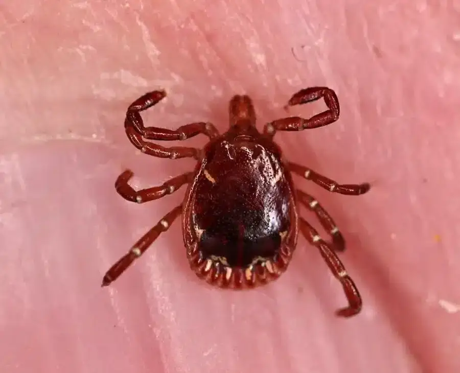Close-up of a tick on skin