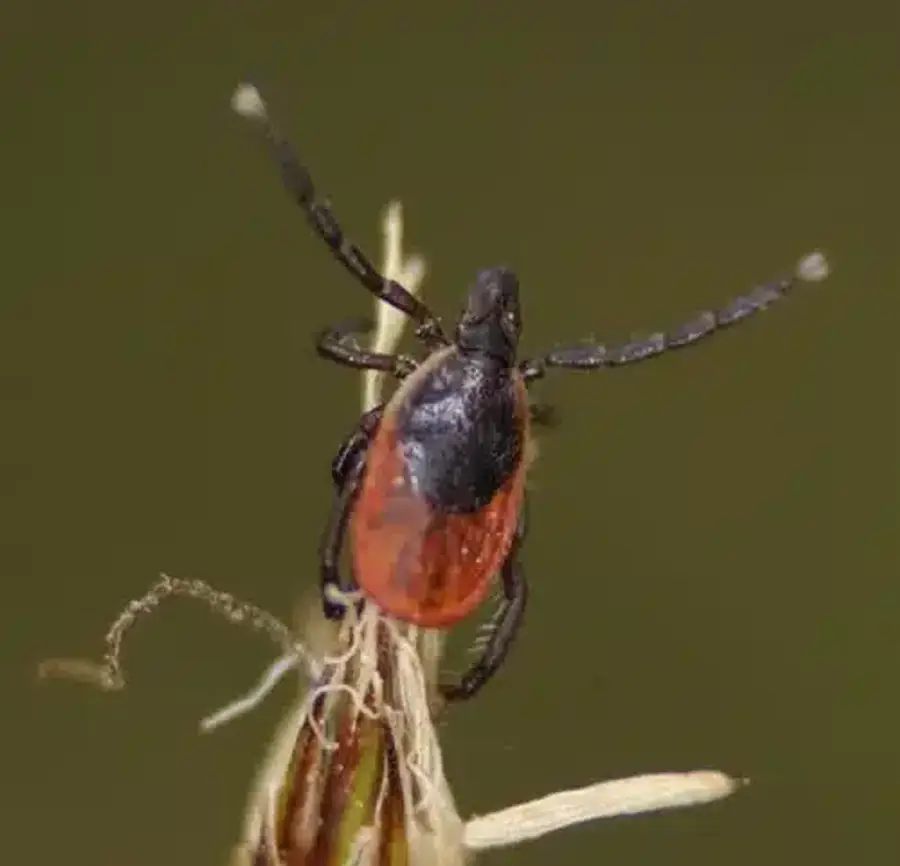 Close-up of a tick on a plant