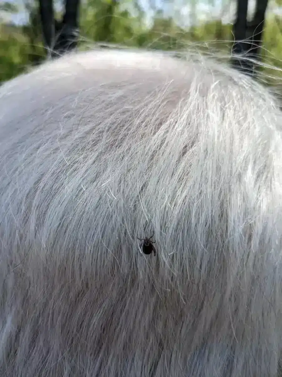 Tick on a person's scalp