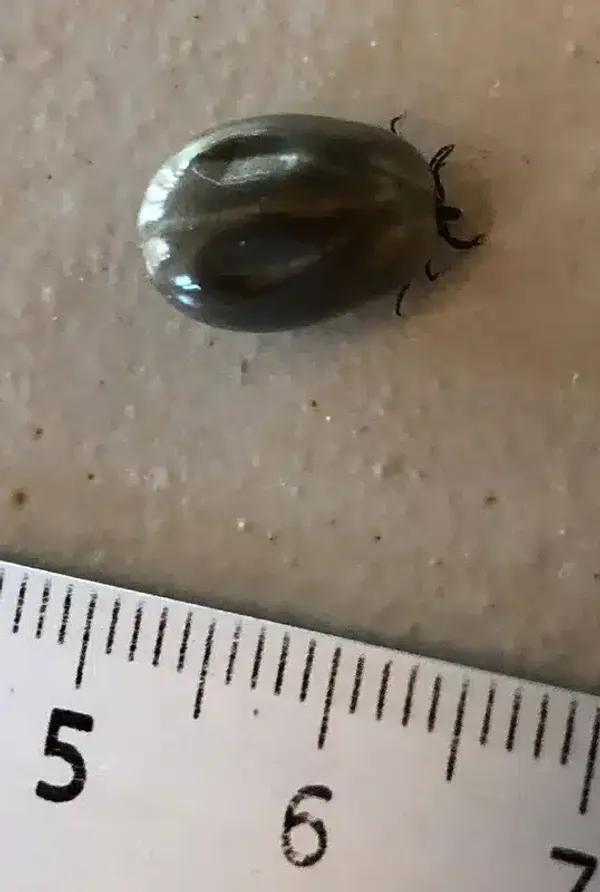 Grey Tick: What It Is and How to Treat It Around Your Home