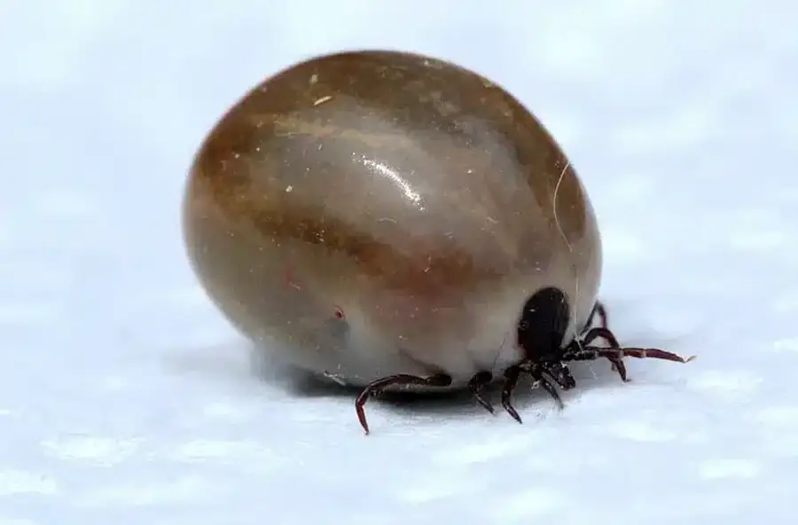 Tick on a white surface