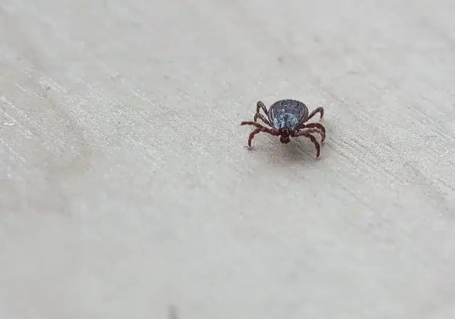 Close-up of a tick on wood