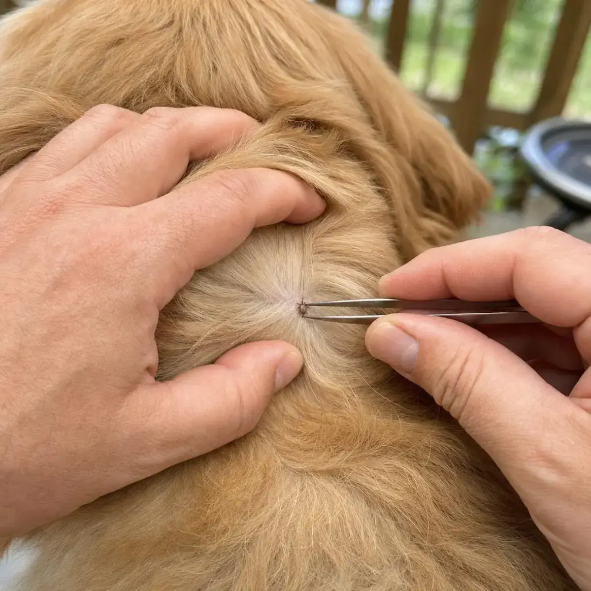 Hands parting a dog's fur and using fine-tipped tweezers to reach an attached tick at the skin