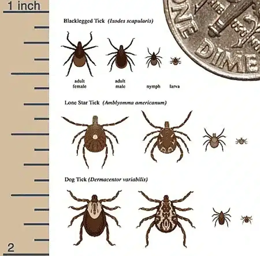 Illustration of different tick species