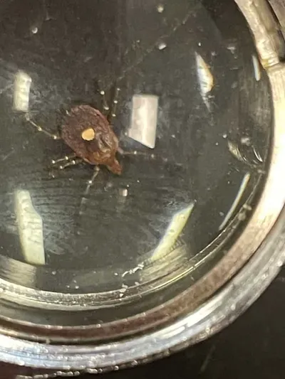 Close-up of a black-legged tick showing its dark brown body and eight legs
