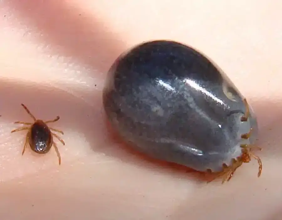 Two ticks on a human hand for size comparison