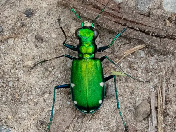 Six-spotted tiger beetle viewed from above showing its metallic green body, long legs, and small white spots on the wing covers