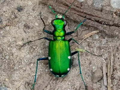Six-spotted tiger beetle viewed from above showing its metallic green body, long legs, and small white spots on the wing covers