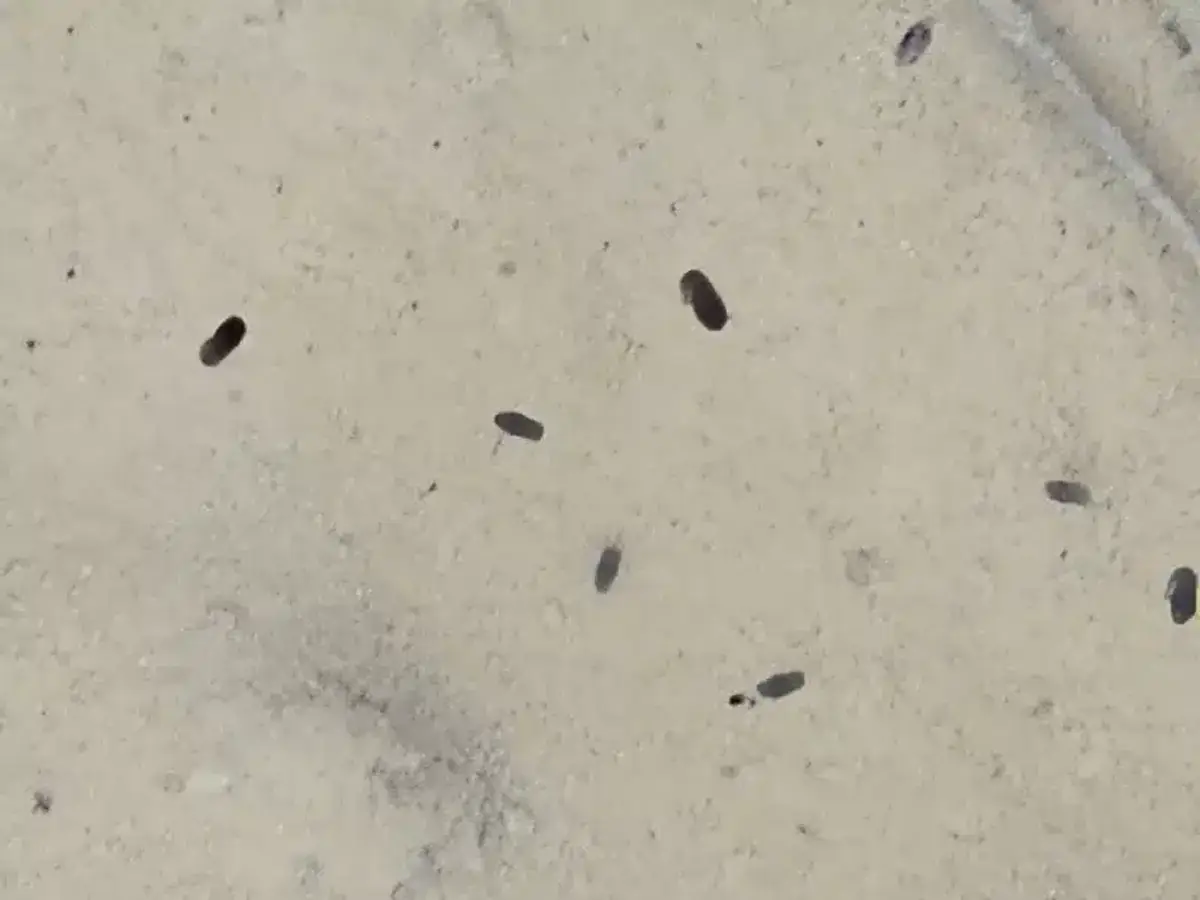 Group of small dark beetles on a surface