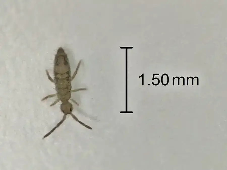 Tiny insect measuring 1.50 millimeters