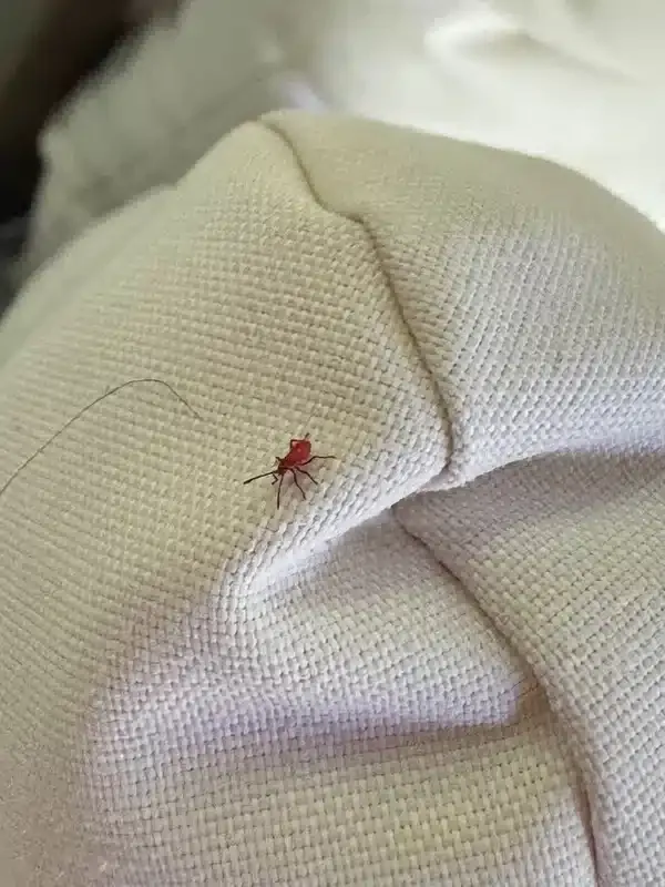 Are The Tiny Red Spiders Dangerous? How To Spot And Treat Them