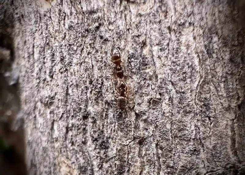 Close-up of a tiny brown sugar ant on tree bark showing detailed body features