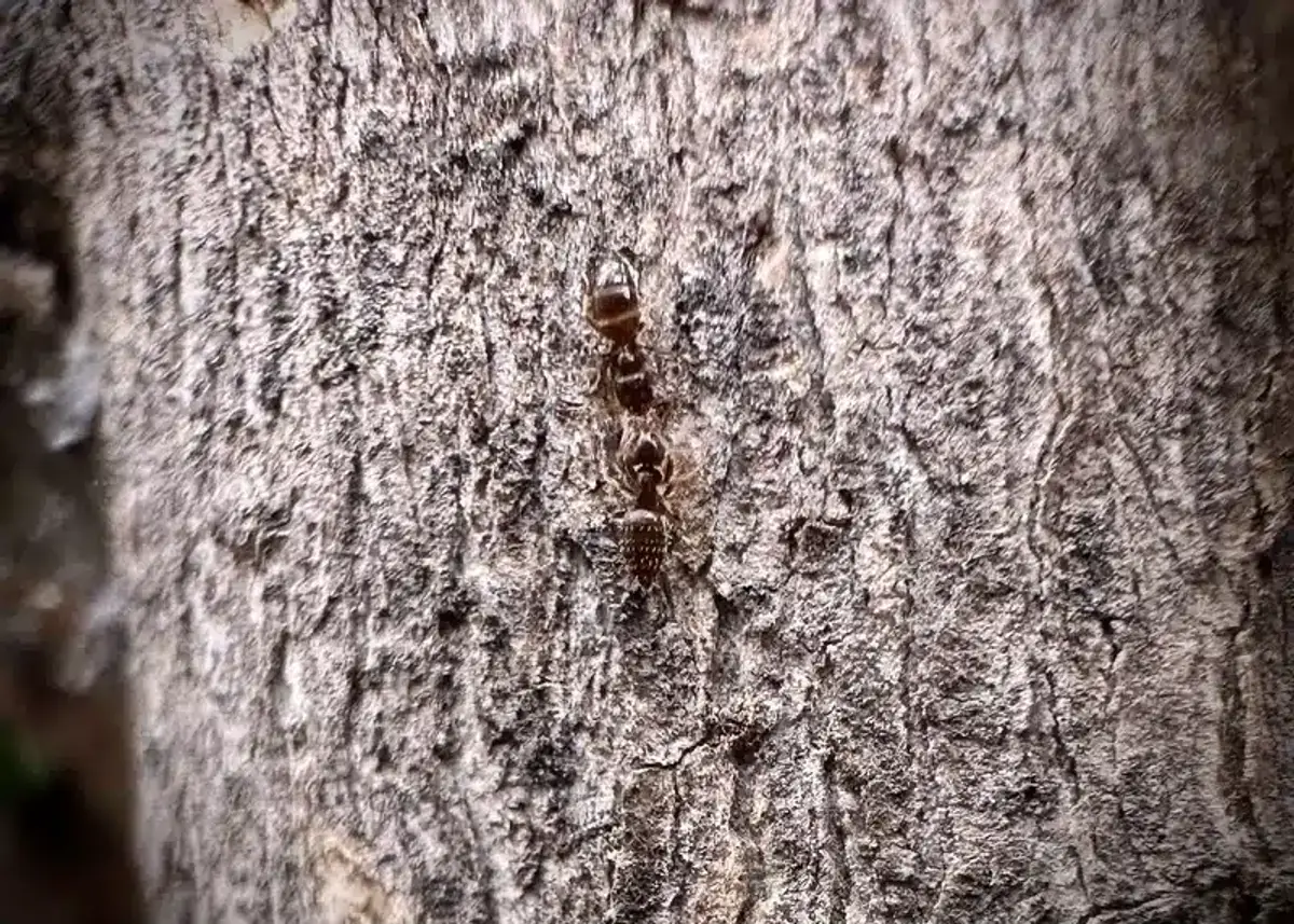Close-up of a tiny brown sugar ant on tree bark showing detailed body features