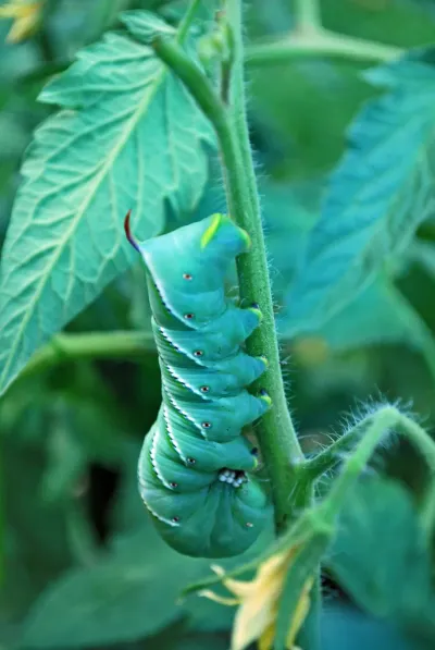 Tobacco Hornworm