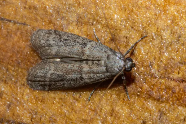 Close-up of a tobacco moth showing its characteristic grayish-brown wings with darker markings