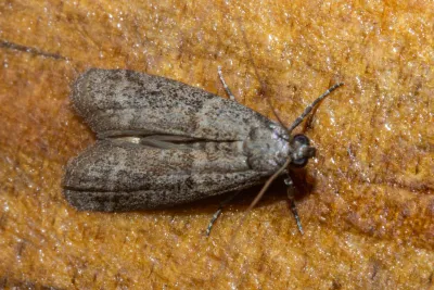 Close-up of a tobacco moth showing its characteristic grayish-brown wings with darker markings