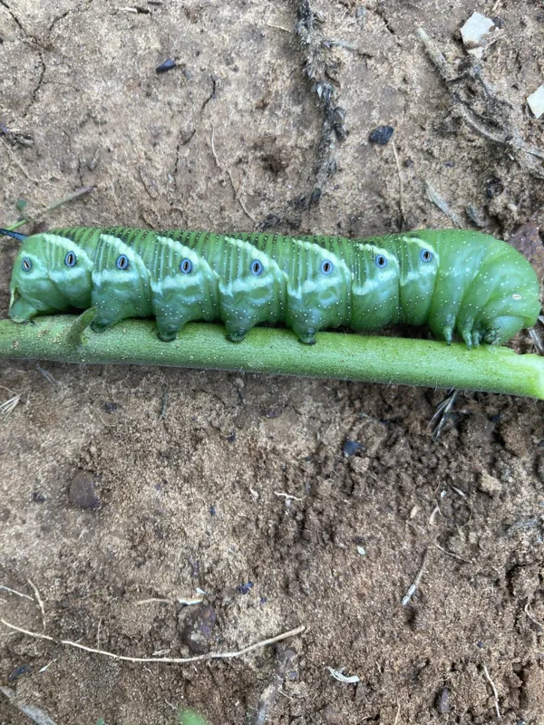 Green tomato hornworm caterpillar showing characteristic V-shaped white markings on stem