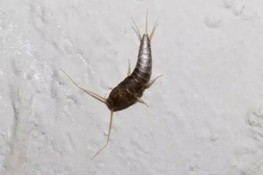 Top-down view of silverfish showing body structure and movement pattern