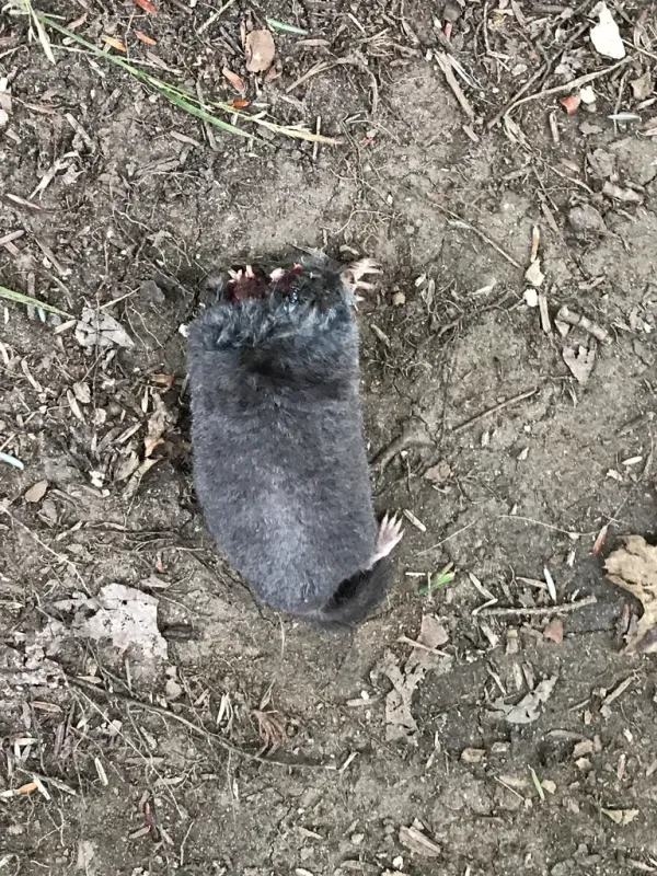 Top-down view of a Townsend's mole showing its velvety dark fur and large digging paws
