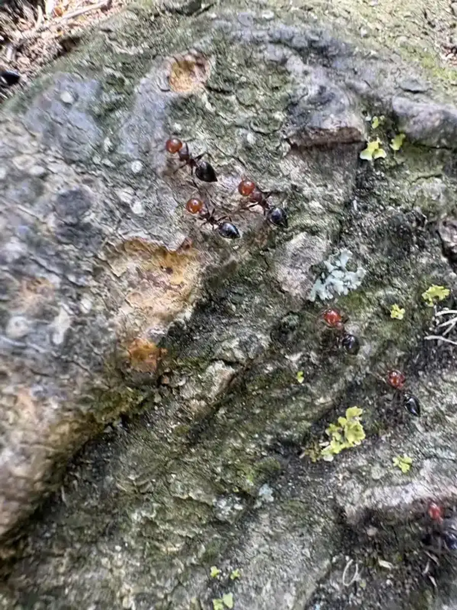 Multiple ants trailing on tree bark